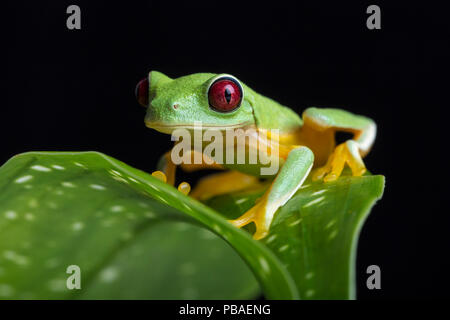 Spurrell's leaf / flying frog (Agalychnis spurrelli) Costa Rica Banque D'Images