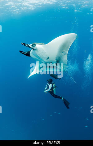 Raie manta géante (Manta birostris) avec scuba diver ci-dessous, Chaudière, Place El plongée San Benedicto Island, réserve de biosphère de l'archipel de Revillagigedo, Socorro Islands, l'ouest du Mexique Banque D'Images