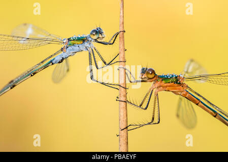 Les demoiselles d'émeraude (Lestes sponsa) reposant sur un roseau, Cornwall, England, UK, juillet. Banque D'Images