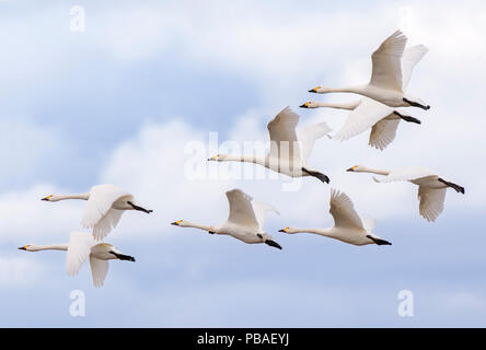 Les cygnes de Bewick (Cygnus columbianus) petit troupeau en vol, Gloucestershire, Royaume-Uni Février Banque D'Images