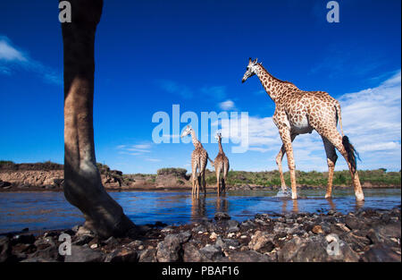 Maasai Girafe (Giraffa camelopardalis tippelskirchi) troupeau traversant la rivière Mara, Maasai Mara National Reserve, Kenya. Prises avec la caméra grand angle. Banque D'Images