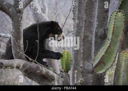 Ours à lunettes (Tremarctos ornatus) jusqu'arbre, réserve écologique de Chaparri, Pérou Banque D'Images