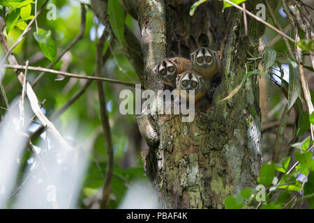 Douroucouli (Aotus nigriceps) trois en nid d'arbres, Parc National Pacaya Samiria, Amazon, Pérou Banque D'Images
