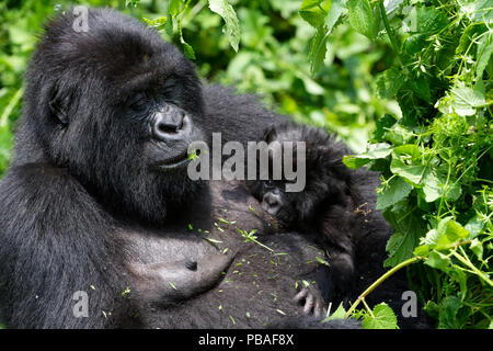 Gorille de montagne (Gorilla beringei beringei) et l'alimentation des femmes allaiter son bébé âgé d'un mois. Le Parc National des Virunga, en République démocratique du Congo, l'Afrique Banque D'Images