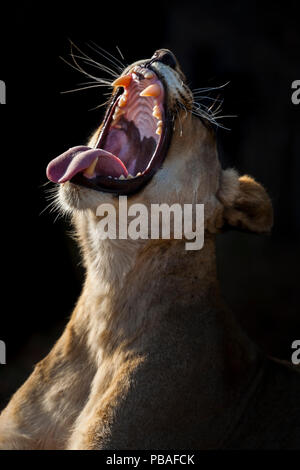 Lioness (Panthera leo) yawning in early morning light sur Kariega Game Reserve, Afrique du Sud. Banque D'Images