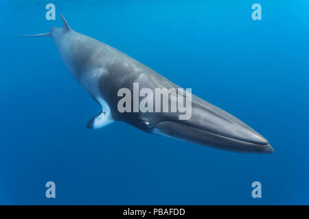 Petit rorqual nain (Balaenoptera acutorostrata) friendly femme faisant une passe étroite, Lighthouse Bommie dans la Grande Barrière de Corail, Australie Banque D'Images