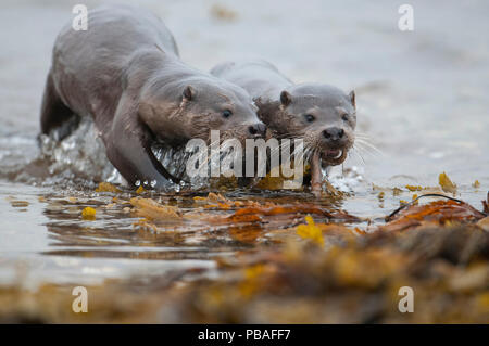 Rivière européenne loutre (Lutra lutra) femmes à venir à terre avec des poissons pour cub, Shetland, Écosse, Royaume-Uni, août. Banque D'Images