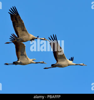 Grue cendrée (Grus grus) groupe de trois en vol, le lac Hornborga, Suède , Avril Banque D'Images