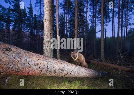 La martre (Martes martes) sur la branche tombée dans une forêt de pins au crépuscule, Glenfeshie, Parc National de Cairngorms, en Écosse, au Royaume-Uni, en avril. Banque D'Images