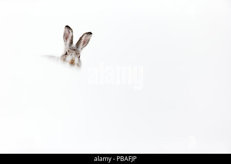 Lièvre variable (Lepus timidus) reposant dans trou à neige, Écosse, Royaume-Uni, février. Banque D'Images