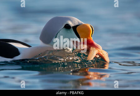 L'eider à tête grise (Somateria spectabilis) mâle se nourrissant de starfish, Batsfjord, Norvège Mars Banque D'Images