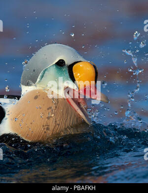 L'eider à tête grise (Somateria spectabilis) d'hommes à la surface de l'éclabousser, Batsfjord, Norvège Mars Banque D'Images