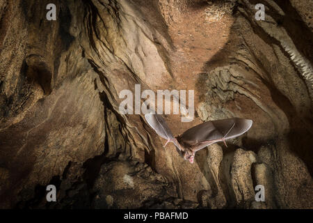 Vampire commun (Desmodus rotundus) sortie de cave, le Costa Rica, mars 2014. Banque D'Images