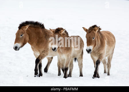 Le cheval de Przewalski ou Takhi (Equus ferus przewalskii), Parc National de la forêt bavaroise, en Allemagne, en janvier. En captivité. Banque D'Images