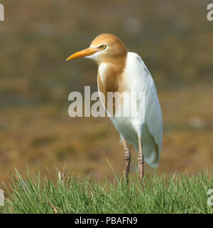 L'Est de l'héron garde-boeuf (Bubulcus coromandus) en plumage nuptial, Oman, Mai Banque D'Images