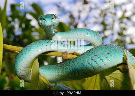 L'île de la sonde (pitviper Trimeresurus insularis) dans l'arbre, l'île de Komodo. Banque D'Images