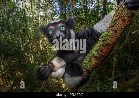 L'Indri (Indri Indri) se nourrissent de feuilles fraîches / pousses dans la forêt vierge. Parc mantadia- Andasibe Parc National, est de Madagascar. Banque D'Images