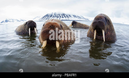 Les morses de l'Atlantique (Odobenus rosmarus rosmarus) traîner dans l'eau peu profonde à Svalbard, Norvège, juin, Banque D'Images