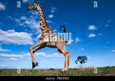 Maasai Girafe (Giraffa camelopardalis tippelskirchi) fuir étonné - Point de vue de l'appareil photo à distance . Masai Mara National Reserve, Kenya. Banque D'Images