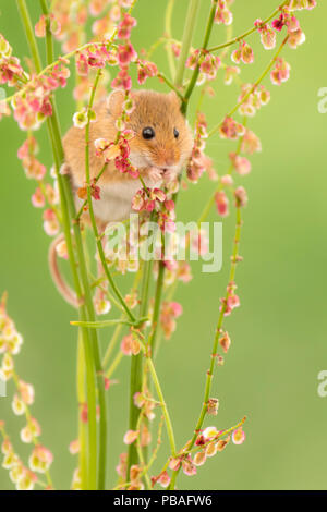 Micromys minutus (souris) qui se nourrissent de l'oseille (Rumex acetosa), Devon, Angleterre, Royaume-Uni. Mai. Prisonnier Banque D'Images
