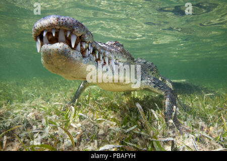 Crocodile (Crocodylus acutus) reposant juste au-dessus des herbiers sous l'eau, Réserve de biosphère Banco Chinchorro, Caraïbes, Mexique Banque D'Images