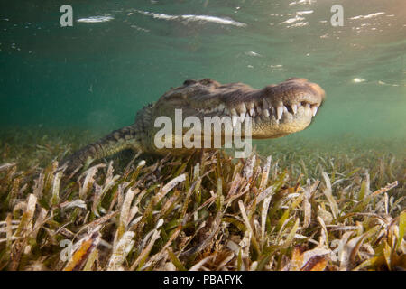 Crocodile (Crocodylus acutus) portrait sur lit d'herbes marines peu profondes en ater, Réserve de biosphère Banco Chinchorro, Caraïbes, Mexique, mai. Banque D'Images
