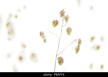 Quaking grass (Briza media), Allemagne Banque D'Images