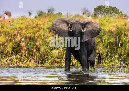 L'éléphant africain (Loxodonta africana) bull traversant une rivière dans le Delta de l'Okavango, Moremi, Botswana. Banque D'Images