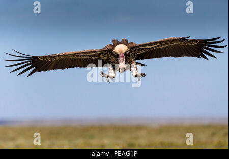 L'Ruppell vautour fauve (Gyps rueppellii) arrivant sur la terre près de la carcasse. Plaine de Ndutu. Zone de conservation de Ngorongoro, en Tanzanie. Banque D'Images