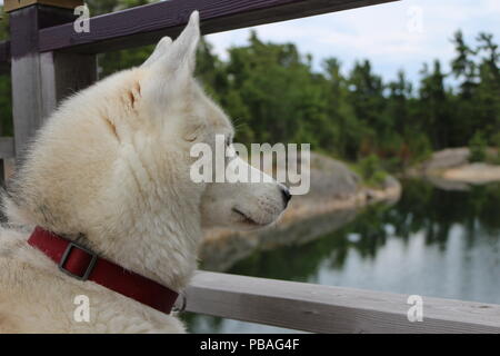 Siberian husky chien assis près du lac, dans le crépuscule. Banque D'Images