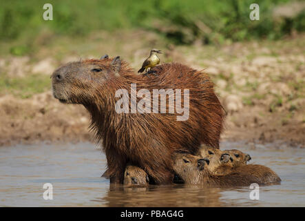 Capybara (Hydrochoerus hydrochaeris) avec de jeunes femmes, également avec des bovins (Machetornis rixosa tyran) sur son dos, Pantanal, Brésil Banque D'Images