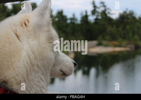 Siberian husky chien assis près du lac, dans le crépuscule. Banque D'Images