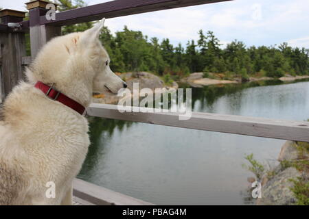 Siberian husky chien assis près du lac, dans le crépuscule. Banque D'Images