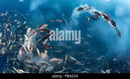 Snapper Lutjanus bohar Twinspot () engagés dans une concentration de masse tôt le matin. Îles Caroline, Palau. Avril. Banque D'Images