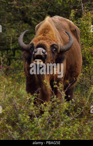 Bison d'Europe ou Bison (Bison bonasus) mâle vocalise, Kraansvlak, Kennemerduinen, dans le Parc National Zuid Kennemerland, Pays-Bas. Les images prises dans une immense enceinte, où les bisons vivent une vie sauvage. Banque D'Images