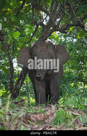 L'éléphant pygmée de Bornéo (Elephas maximus borneensis) Sabah, Bornéo. Banque D'Images