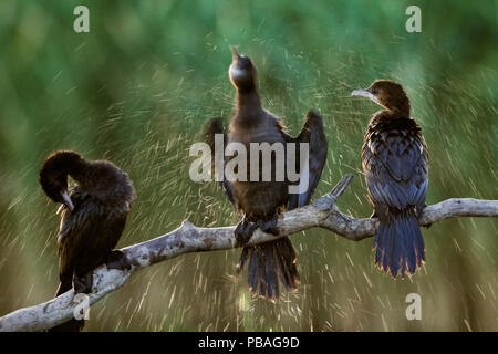 Trois cormorans pygmée (Turdus pygmeus) sécher eux-mêmes, un par secouer l'eau, le Parc National d'Hortobagy, Hongrie Banque D'Images