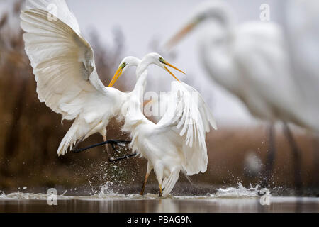 Les grandes aigrettes (Ardea alba) lutte avec cous entrelacés, Lake Csaj, Kiskunsagi, Parc National de Hongrie. Janvier. Banque D'Images