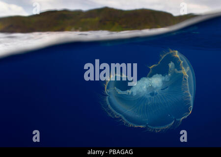 Méduse de lune (Aurelia aurita) près de la surface, l'île de Santa Maria, Açores, septembre. Banque D'Images