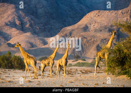 La girafe réticulée (Giraffa camelopardalis) girafes désertiques dans le Damaraland. La Namibie Banque D'Images