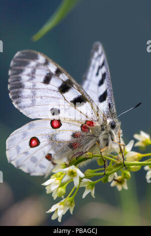 Papillon Apollon (Parnassius apollo) Nordtirol, Alpes autrichiennes. De juin. Banque D'Images