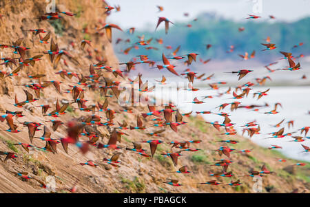 Le sud de carmine Guêpier (Merops nubicoides) troupeau battant de river cliff. South Luangwa, en Zambie. Octobre Banque D'Images