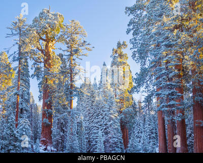 Premiers rayons de soleil doré frappé Séquoias Géants (Sequoiadendron giganteum) recouverts d'une couverture d'hiver de neige et de glace, Grant Grove, Sequoia / Kings Canyon National Park, Californie, USA Novembre Banque D'Images