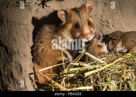 Grand hamster (Cricetus cricetus) femelle adulte à s'enfouir avec les jeunes, en captivité. Banque D'Images