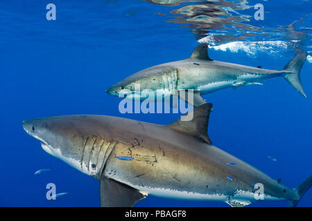 Les grands requins blancs (Carcharodon carcharias) hommes sous la surface. L'île de Guadalupe, Baja California, Mexique. À l'Est de l'Océan Pacifique Banque D'Images