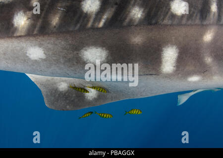 Requin-baleine (Rhincodon typus) close up de la peau tachetée, avec Golden carangues (Gnathanodon speciosus) Cenderawasih Bay, en Papouasie occidentale, en Indonésie. Banque D'Images