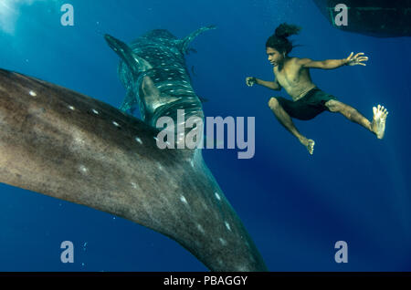 Requin-baleine (Rhincodon typus) et les pêcheurs de l'apnée, Cenderawasih Bay, en Papouasie occidentale, en Indonésie. Vainqueur de l'homme et la nature Portfolio Prix dans la nature Terre Sauvage dans le cadre du concours de bourses de 2015 images. Banque D'Images