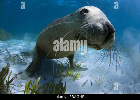 La mer de l'Australie (Neophoca cinerea) juvenile jouer dans le sable, Carnac Island, Australie occidentale. Banque D'Images