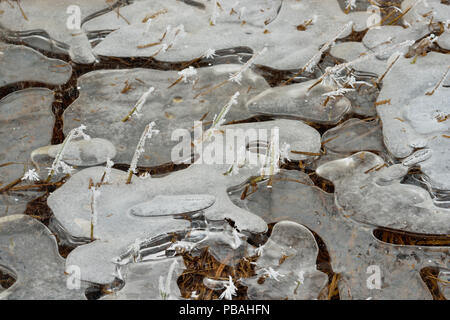 Les modèles de glace et l'herbe givrée dans un étang de castors, Grand Sudbury, Ontario, Canada Banque D'Images