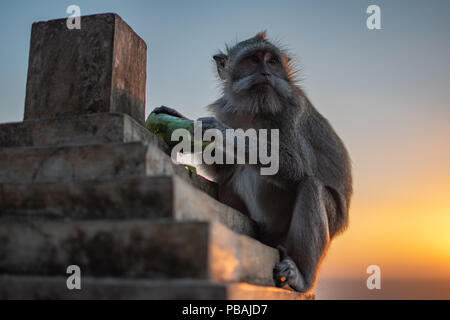 Coucher du soleil au temple d'Uluwatu au sud de Bali. Regardez l'océan Indien de singe Banque D'Images